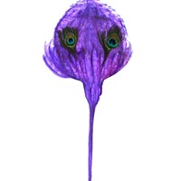 les yeux de Paon, encre sur calque, 65 x 55 cm, 2014.